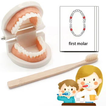 Montessori Brinquedos Educativos Dental Montessori Prático, Vida Material Criança Brinquedos de 2 Anos de Aprendizagem de Educação B61W